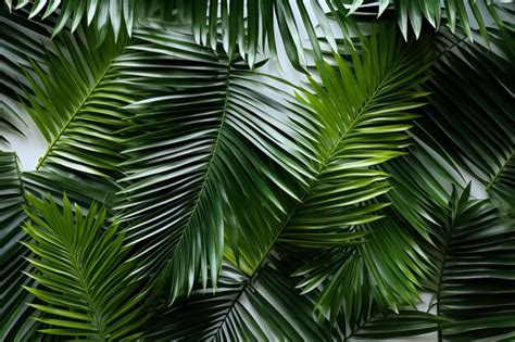 Las Hojas De La Palmera Crean Una Superposici N De Textura Rodeada De