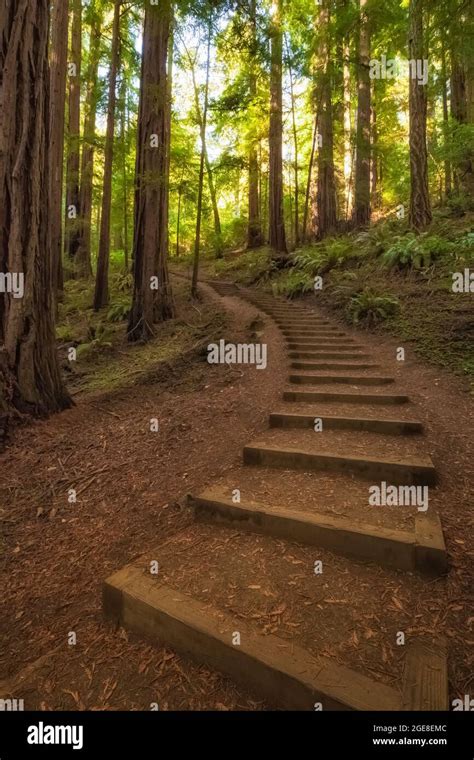 Trail With Stairsteps Through The Coast Redwoods Sequoia Sempervirens