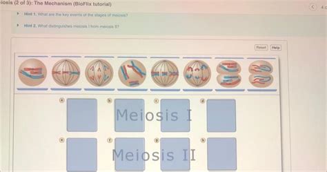 Solved Ssis 2 Of 3 The Mechanism BioFlix Tutorial Hint Chegg