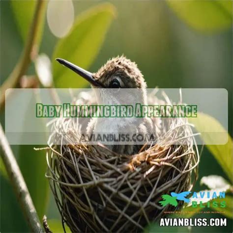 Baby Hummingbird: Fascinating Life Journey and Photos