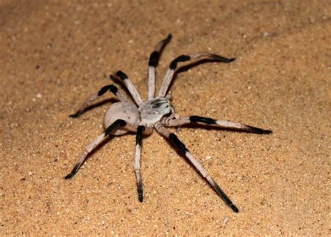 10 Biggest Spiders In The World