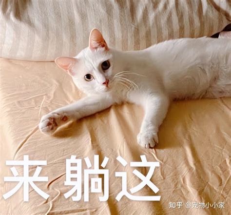 猫咪“公主病”的6个表现，你家中了几个？ 知乎