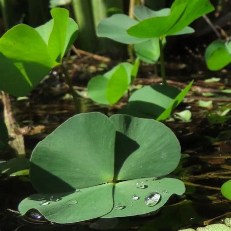 Plant FAQs: Marsilea Minuta