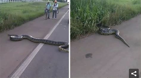 Shocker Huge Anaconda Crossing A Road Causes Major Traffic Photosvideo