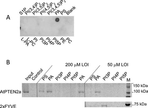 Lipid Binding Assays Of Recombinant AtPTEN2a A Proteinlipid Overlay