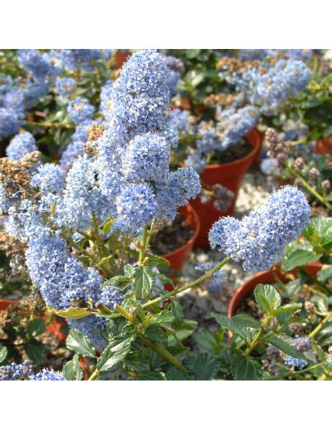 Especies Arbustivas Ceanothus Thyrsiflorus Var Repens Vivoplant