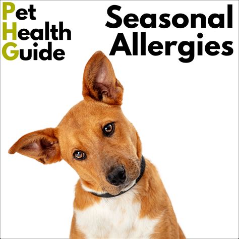 Seasonal Allergies - Dexters Deli