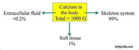 Corrected Calcium Equation - Tessshebaylo