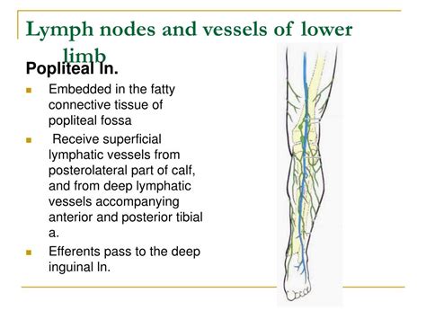 Ppt The Lower Limb 1 Powerpoint Presentation Free Download Id 931555