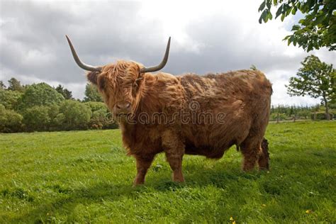 Gado Das Montanhas Imagem De Stock Imagem De Beb Preto