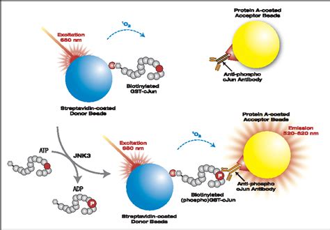 Figure 1 From Development Of An AlphaScreen Assay To Measure The