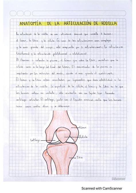 Solution Anatom A De La Rodilla Studypool