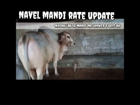 Naval Colony Moach Goth Mandi Latest Cattle Rates Update Mandi