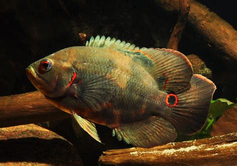 Tiger Oskar rot Astronotus ocellatus Südamerika Buntbarsche