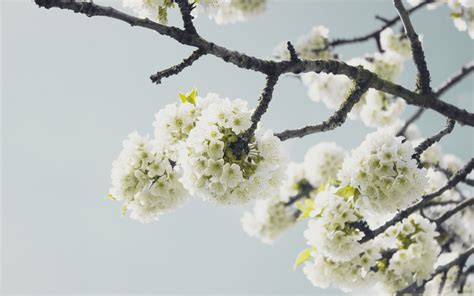 图片素材 树 性质 科 开花 冬季 厂 弹簧 绿色 生产 植物群 季节 樱花 枝条 特写 宏观摄影