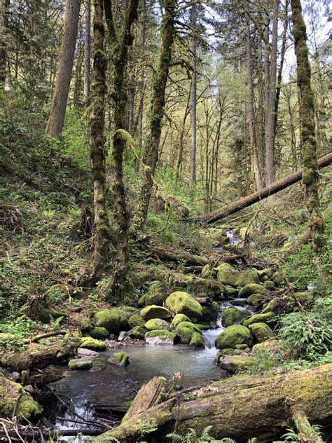 Hiking through Forest park in Portland, Oregon. : r/hiking