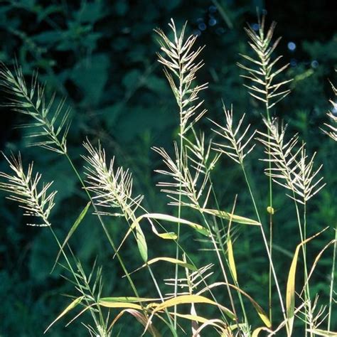 Купить Шероховатка раскидистая в Липецке недорого