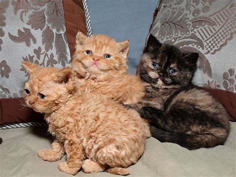 Selkirk Rex kittens photo and wallpaper. Beautiful Selkirk Rex kittens pictures