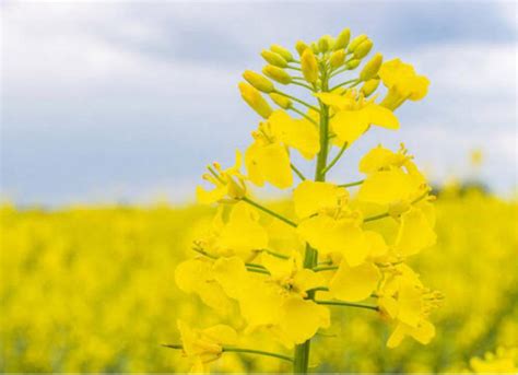 Mustard Farming Complete Information Kheti Gyan