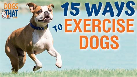 15 Ways To Exercise Your Dog Youtube