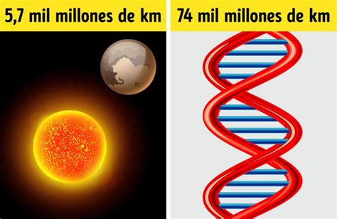 Datos Interesantes Sobre El Adn Que Revelan Lo Sabia Que Es La