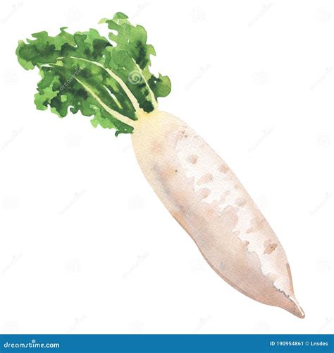 Daikon Radish, Fresh Turnip, White Radish, Vegetable Isolated, Hand Drawn Watercolor ...