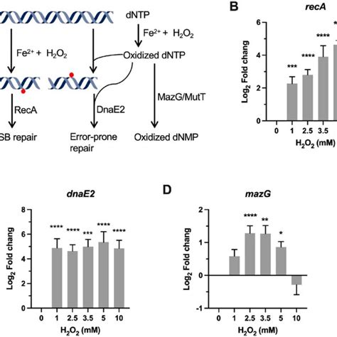 Transcriptional Profiles Of Genes Encoding For Dna Repair Proteins A