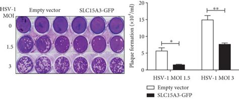 Slc15a3 Protects Host Cells From Hsv 1 Infection A Western Blot