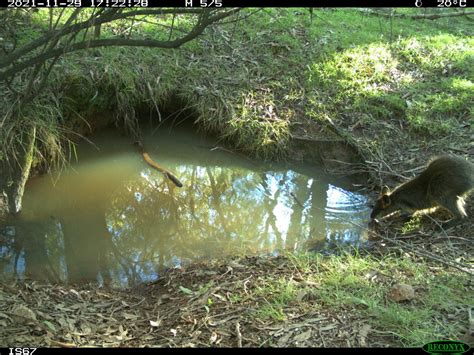 Wombat burrows provide refuge from bushfires - Australian Geographic