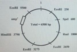 Use The Restriction Map Provided For The PUC19 Plasmid To Answer The