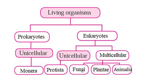 Structure Of Living Organisms