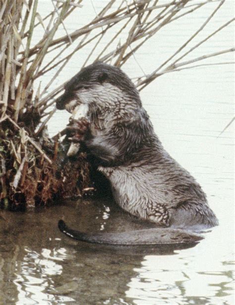 River Otters: Characteristics,types habitats and more