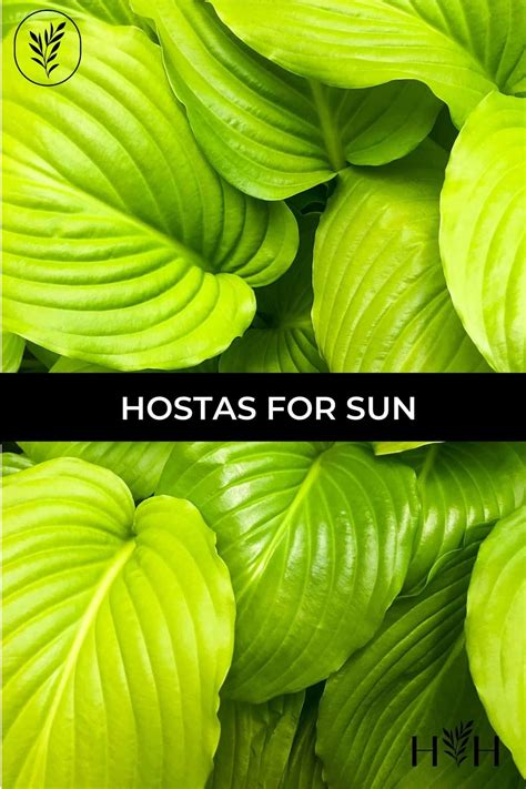 Find the best hostas for sun Discover varieties that thrive