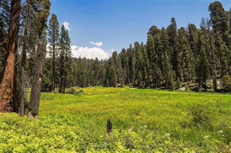 Fresno All Inclusive Sequoia National Park Tour Getyourguide