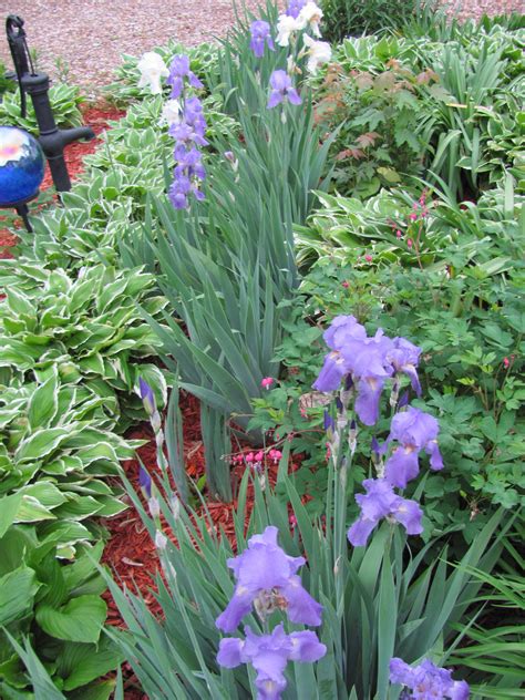 Iris Out In Of April The Purple Ones Smell Like Grape Koolaid