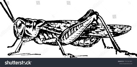 Life Cycle Locust Stage Six Locusts Stock Vector (Royalty Free ...