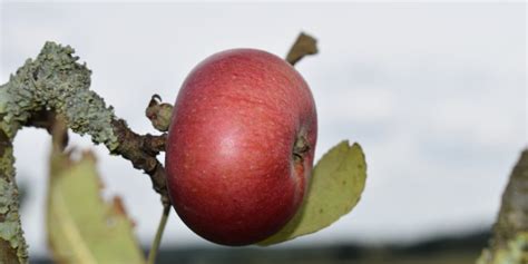 Obstb Ume Der Gemeinde Obst Pfl Cken Erlaubt Dorffunk Sh