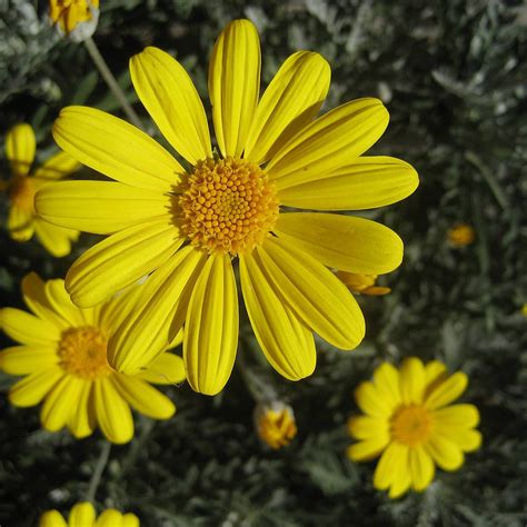 European Arnica Seeds Arnica Montana 20 Seeds In Frozen Etsy