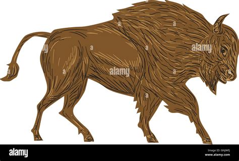 North American Bison Buffalo Charging Retro Stock Vector Image And Art