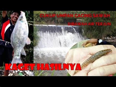 Mancing Di Air Terjun Cuma Pakai Umpan Cacing Sawah Bikin Kaget