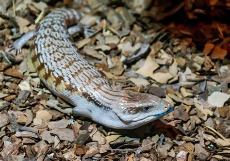 De Blauwe Tong Van Het Tanimbareiland Skink Stock Afbeelding Image Of