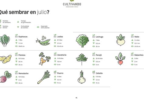 Guía De Cultivo En Julio Qué Sembrar En España Para Una Cosecha Exitosa ︎