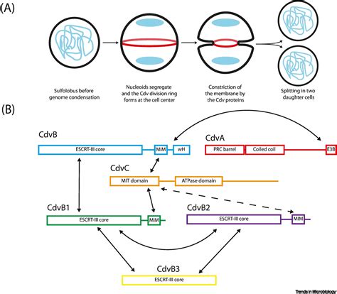 The Archaeal Cdv Cell Division System Trends In Microbiology