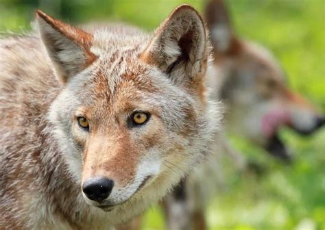 Coyote Habits - AnimalBehaviorCorner