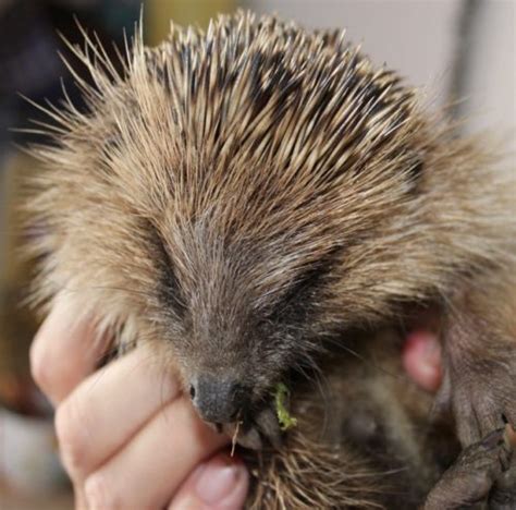 More Rescued Hedgehogs And Urgent Wildlife Appeal Pet Samaritans