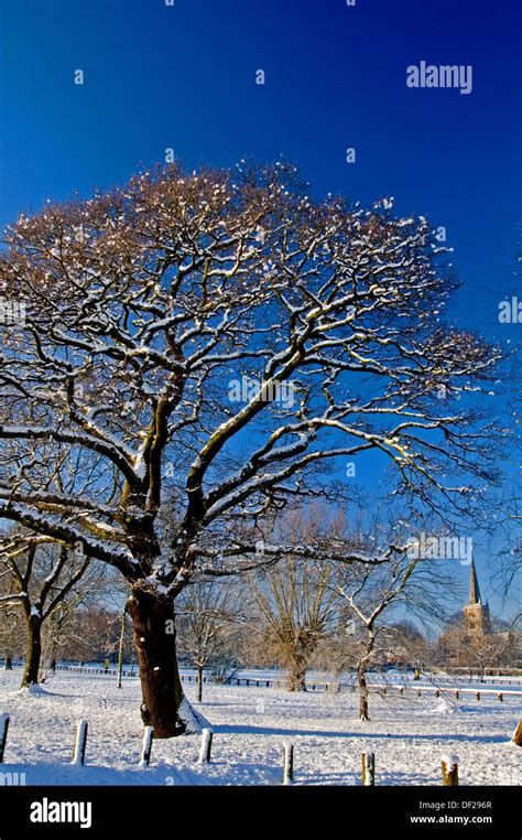 Paisaje con arbol de hoja caduca fotografías e imágenes de alta