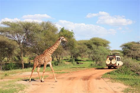 Notre Safari En Tanzanie Hakuna Matata Un Beau Voyage