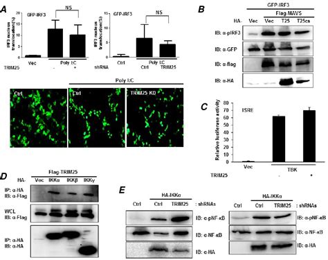 Figure From Regulation Of Mda Mavs Antiviral Signaling Axis By