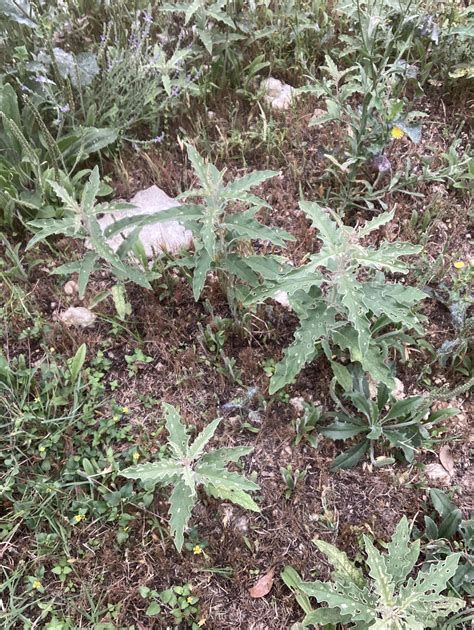 Copper Globemallow? My Plant ID app is confused : r/AustinGardening