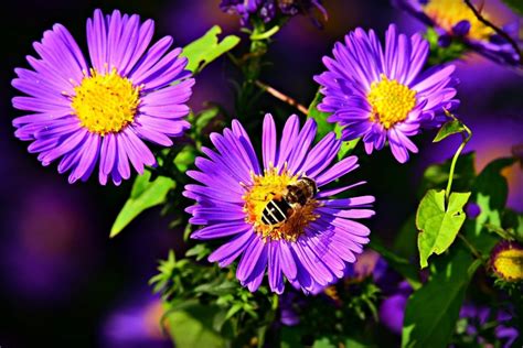 Características clasificación y diferencias clave entre plantas